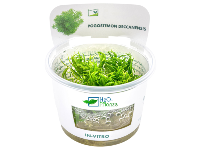 Preview: Indische Sternpflanze - Pogostemon deccanensis in vitro